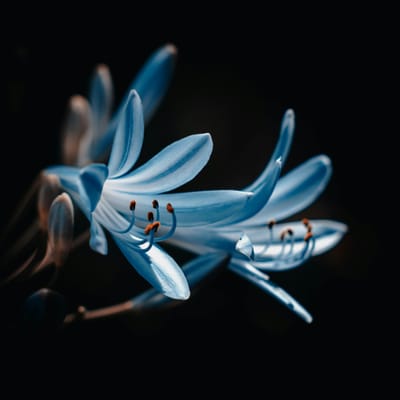 Nguyễn Duy Mạnh avatar